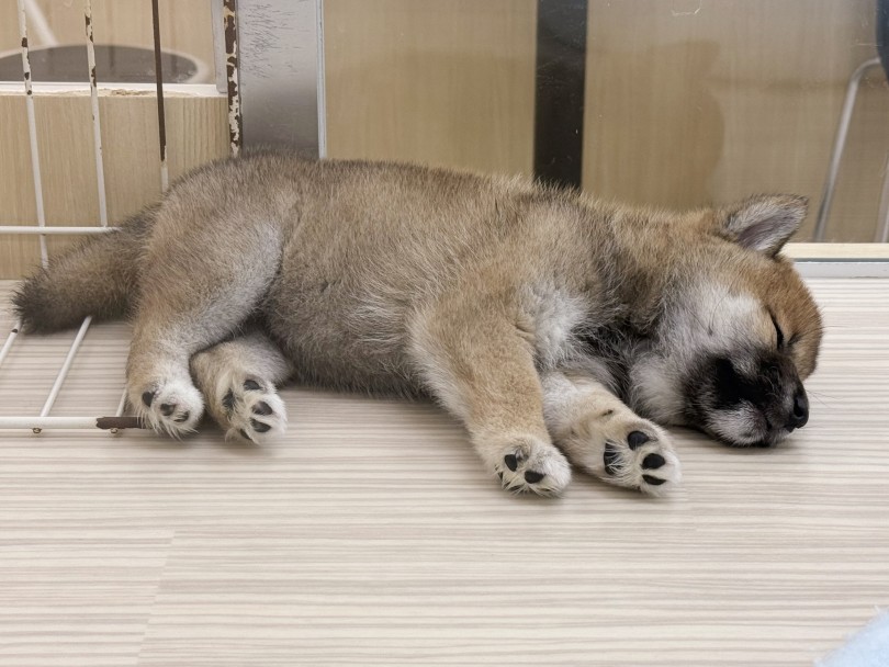 ご来店お待ちしております | 柴犬 （07-64） - 横浜 鶴見店