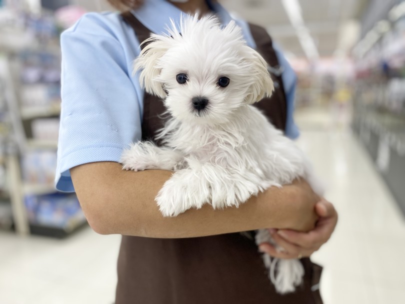 成犬時予想体重2kg弱！小さめサイズに成長中！ | マルチーズ （06-72） - 横浜 大倉山店