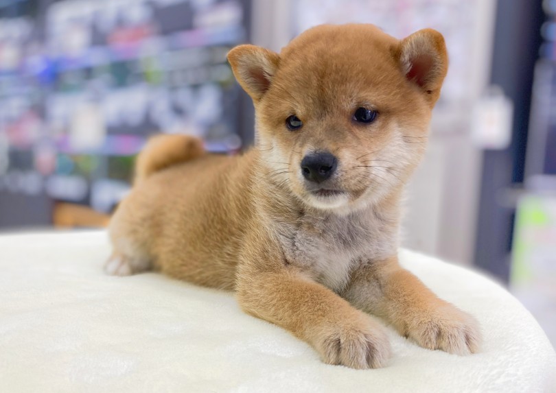 男の子らしいむっちりガッシリ体型！ | 柴犬 （06-102） - 横浜 大倉山店