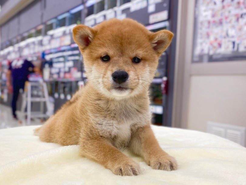 まん丸クマ顔系柴犬くん | 柴犬 （06-102） - 横浜 大倉山店