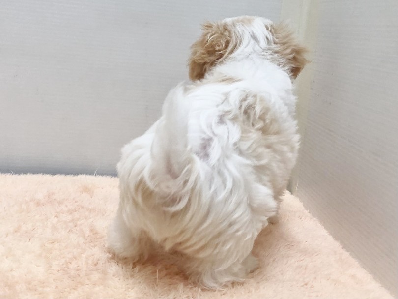 尻尾の薄い毛色がまた可愛い♡ | MIX犬 ビションキャバション （05-60） - 本羽田店