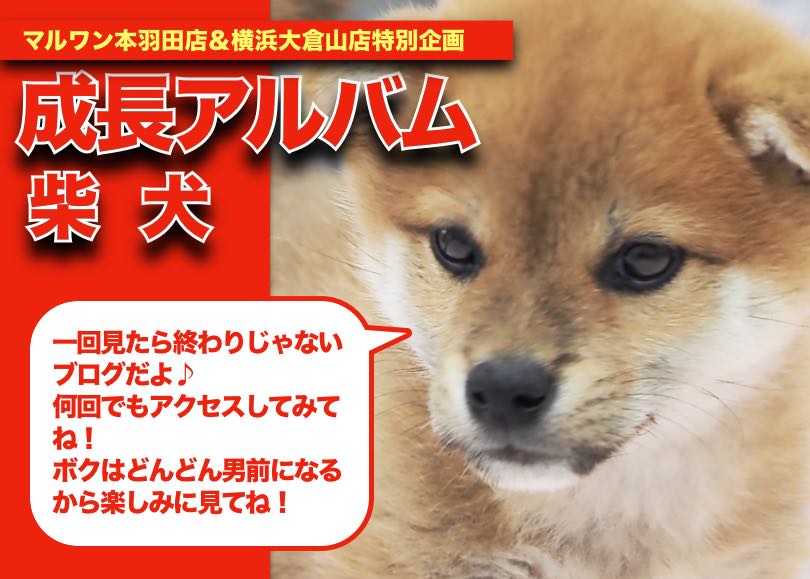 【 柴犬 】弟感満載のおっとりBOY！垂れ耳柴ちゃんの成長アルバム