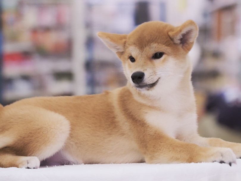 かもめ眉毛は赤柴だからこそ目立つチャームポイント♡ | 柴犬 （03-59） - 横浜 大倉山店