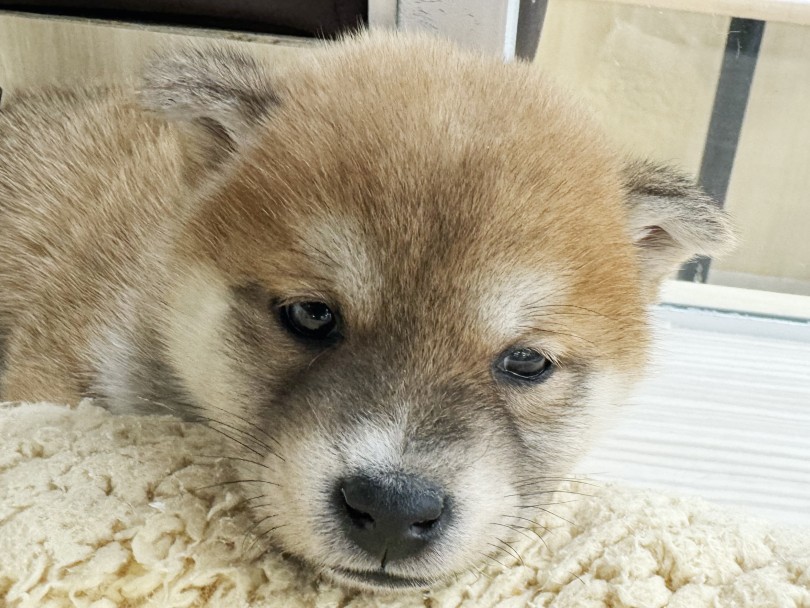 たぬき顔の素晴らしさ！ | 柴犬 （07-69） - 横浜 鶴見店