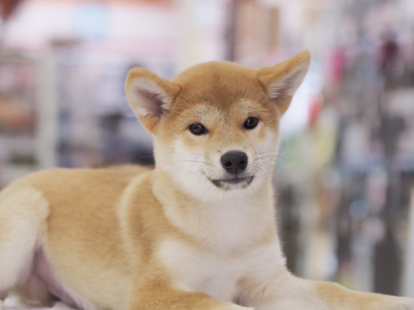 可愛いかもめ眉毛が表れています♡ | 柴犬 （03-59） - 横浜 大倉山店