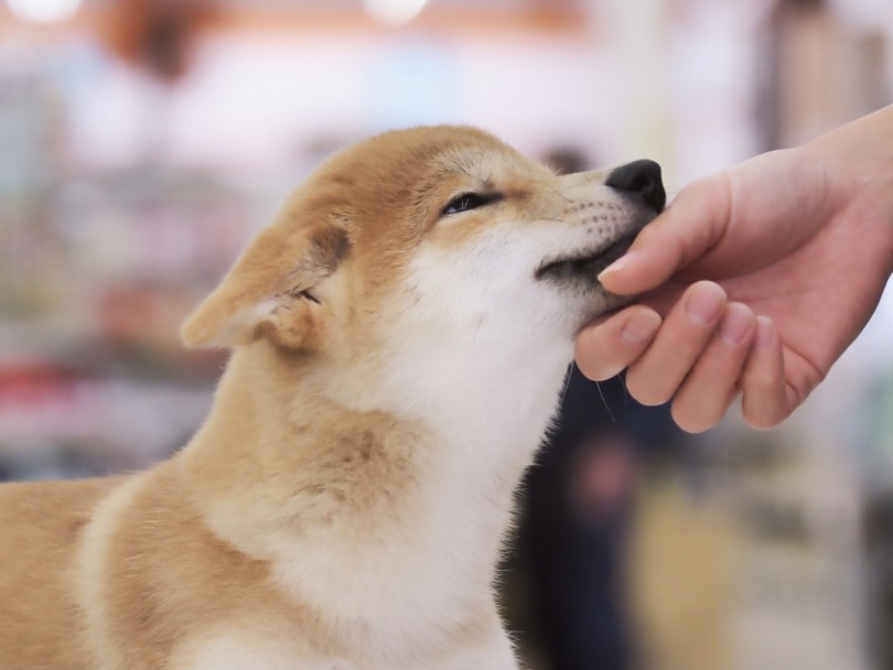 嬉しさを全力で表現！ | 柴犬 （03-59） - 横浜 大倉山店