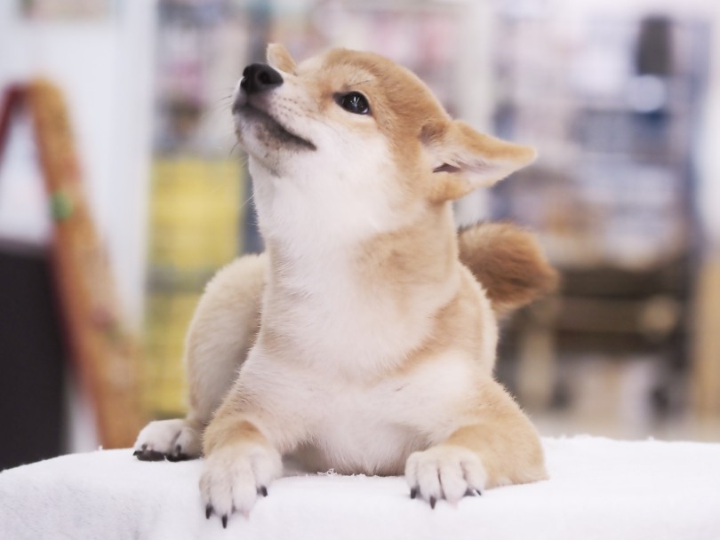 これは究極の喜び顔♡♡♡ | 柴犬 （03-59） - 横浜 大倉山店