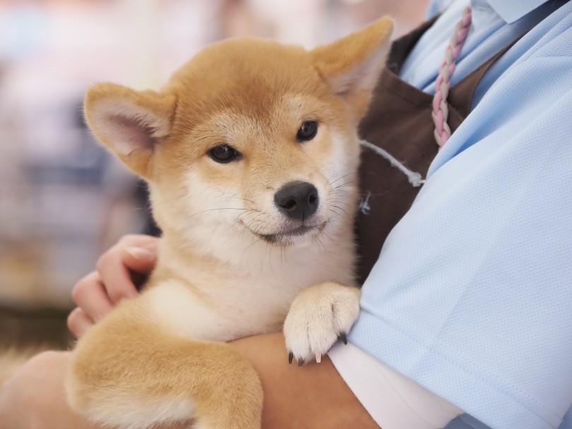 育てやすい柴犬に磨きを掛けています！ | 柴犬 （03-59） - 横浜 大倉山店