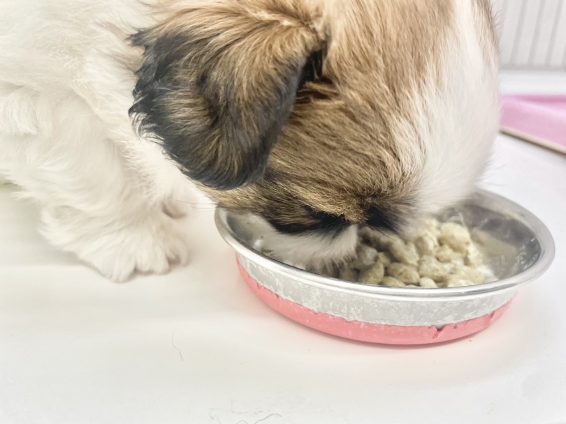 食べるスピードはゆっくりなものの、食欲満点◎ | MIX犬 シーペキ （10-52） - 東日暮里店