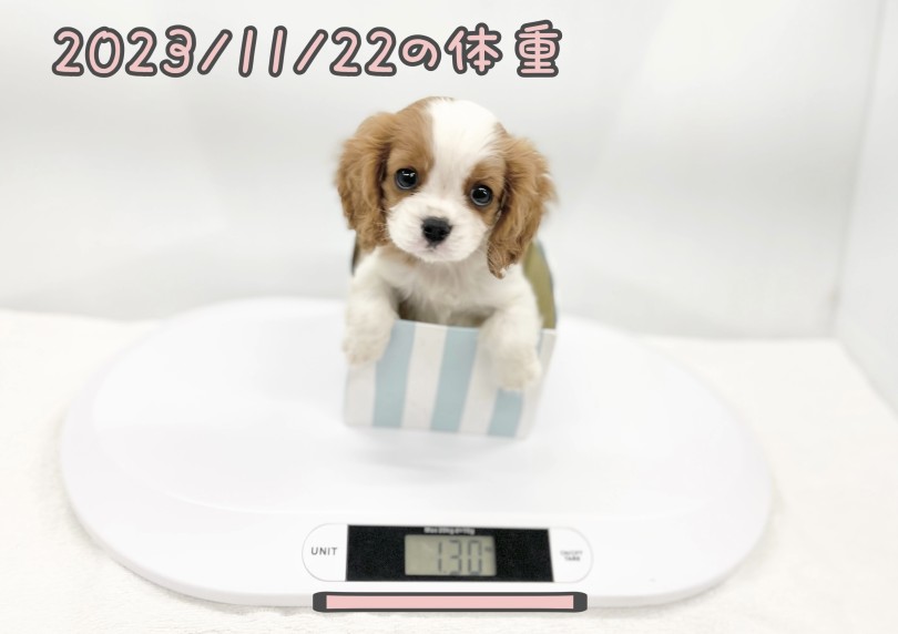 現在の体重は1.3kg。まだまだ小さいです | キャバリア・キングチャールズ・スパニエル (14-67) - 城山店