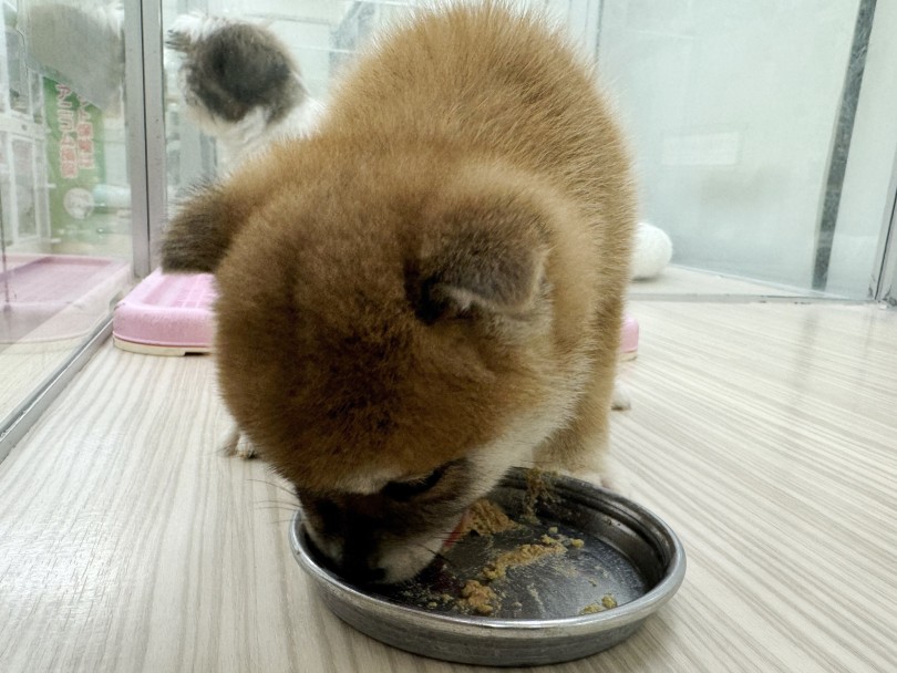 もっちりとしたコロコロボディ！ | 柴犬 （07-69） - 横浜 鶴見店