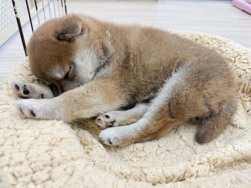 柴ちゃんの魅力を知るには、実際に会ってみると更にわかりますよ | 柴犬 （07-69） - 横浜 鶴見店