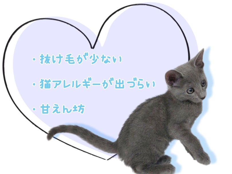 ロシくんは、飼いやすいにゃんこ | ロシアンブルー (04-77) - さいたま 武蔵浦和店