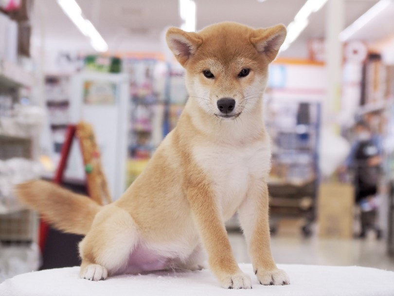 ずーーーーっと止まらない尻尾！ | 柴犬 （03-59） - 横浜 大倉山店