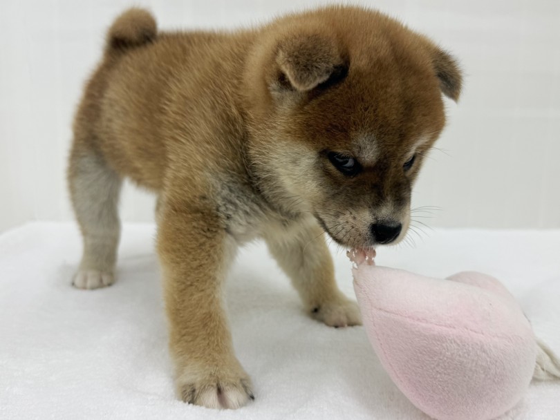 今のうちからどこでも触れるトレーニング | 柴犬 （07-69） - 横浜 鶴見店