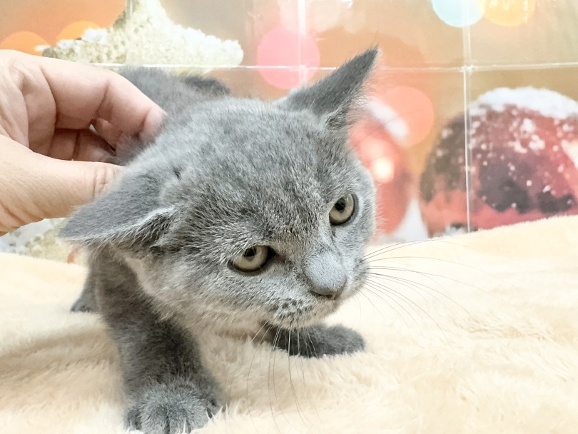 短毛で温かみのあるフカフカの手触りは一度触るとやみつきになります♡ | ブリティッシュショートヘア （06-119） - 横浜 大倉山店