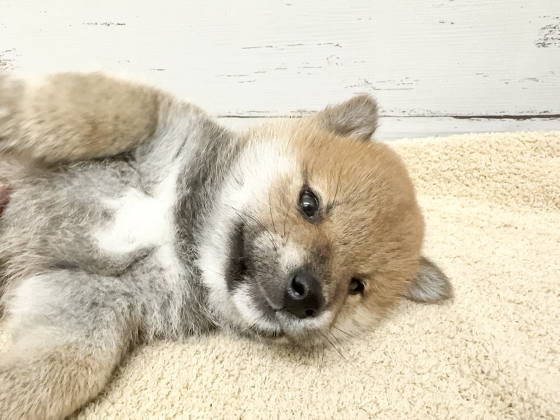 とっても温厚！おっとりマイペース！ | 柴犬 （05-73） - 本羽田店