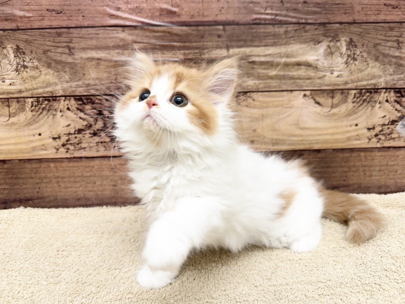 日本ではあまり知られていない歴史の浅い猫ちゃん | フォールデックス (05-71) - 本羽田店