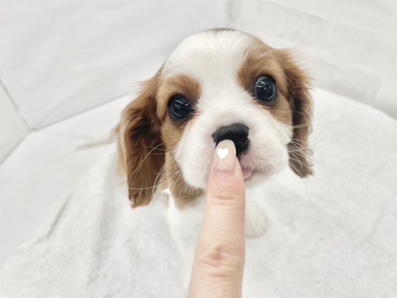 温厚な性格の犬種 | キャバリア・キングチャールズ・スパニエル （10-56） - 東日暮里店