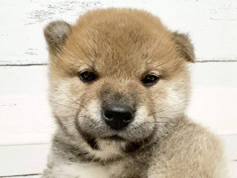 カワウソちゃん似！口角キュンっ！ | 柴犬 （05-73） - 本羽田店