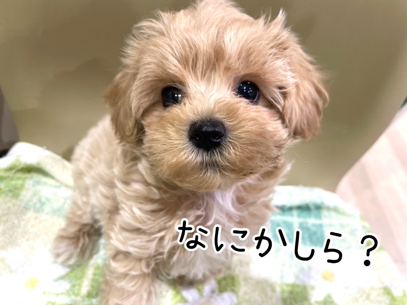 マルチーズとトイプードルのいいとこどり！ | MIX犬 マルプー （17-76） - 高井戸店