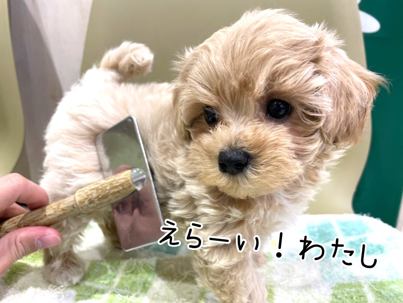 ドヤ顔でお手入れもできちゃいます！ | MIX犬 マルプー （17-76） - 高井戸店