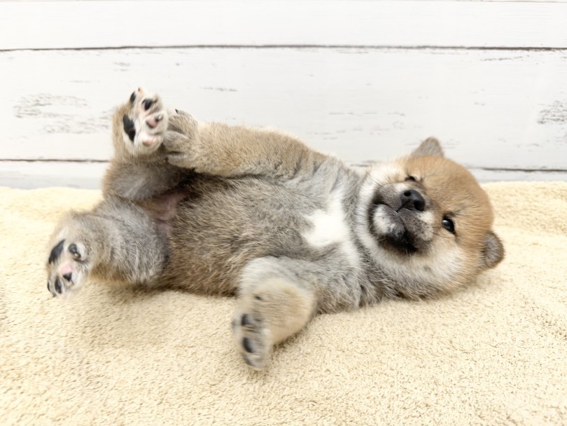 マルワン本羽田店に遊びにいらしてくださいね♡ | 柴犬 （05-73） - 本羽田店