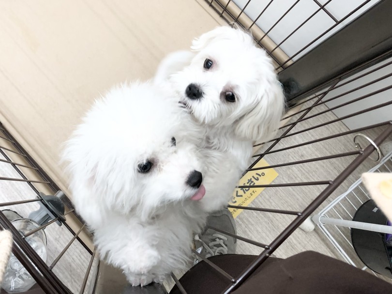 スタッフあっきー(秋元)より | MIX犬 マルプー (05-35) - 本羽田店