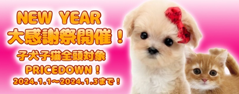 【 お年玉企画 】2024年新春大感謝祭開催のお知らせ！