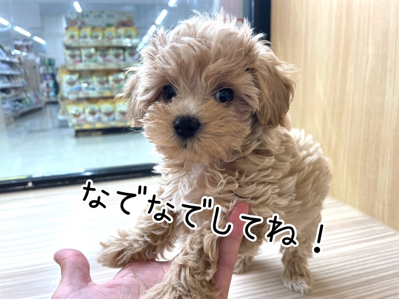 性格はとっても甘えん坊！ | MIX犬 マルプー （17-76） - 高井戸店