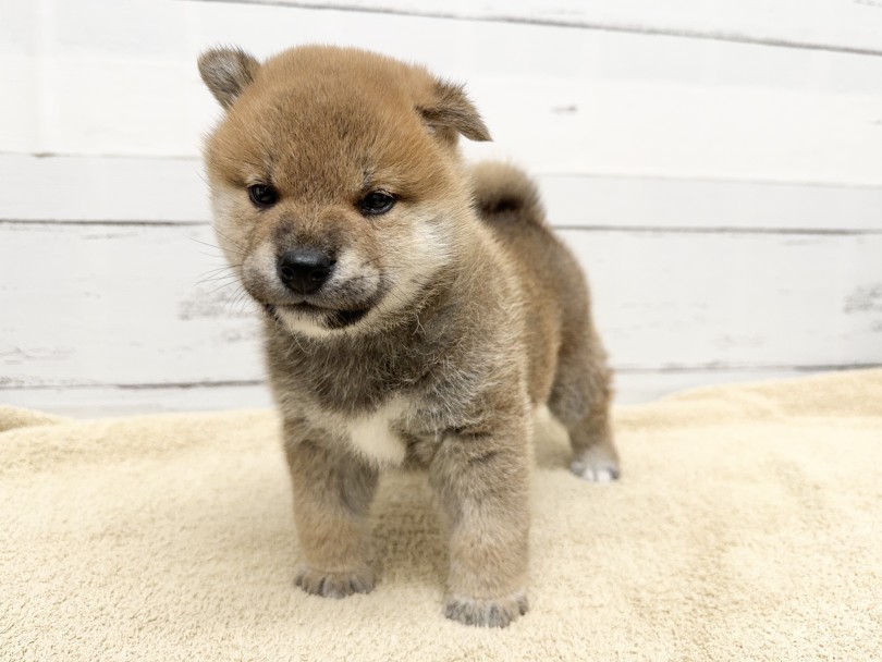 これぞ柴犬のなかの柴犬！ | 柴犬 （05-73） - 本羽田店