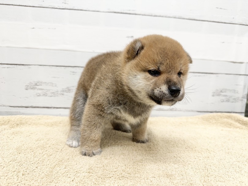 おまけに「ちょっと失礼しま〜す♡」 | 柴犬 （05-73） - 本羽田店