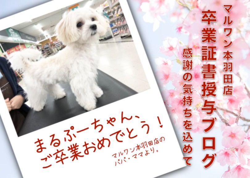 【 卒業記念 】マルプーちゃん卒業おめでとう!今までの感謝を込めて〜卒業ブログ〜