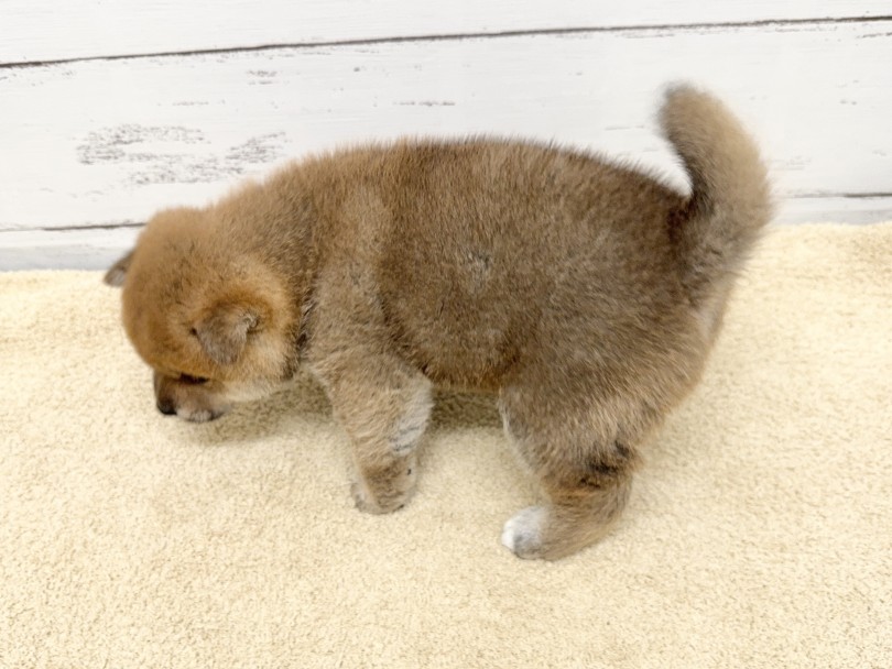 どすこいボディが可愛さ倍増！ | 柴犬 （05-73） - 本羽田店