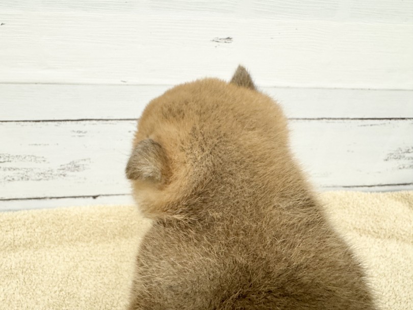 モフッとした後頭部からちょこんと見えるこのお耳 | 柴犬 （05-73） - 本羽田店