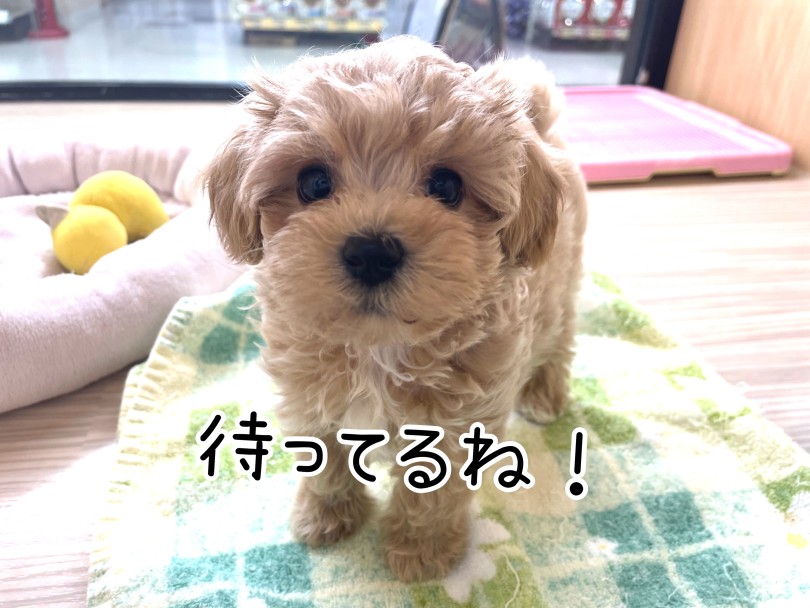 おりこうさんに待っているのでぜひ会いに来てください！ | MIX犬 マルプー （17-76） - 高井戸店