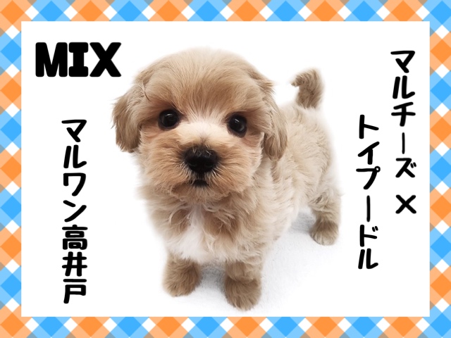 【 マルプー 】少ない抜け毛と抜群の愛嬌は両親譲り！2023年も大人気のMIX犬