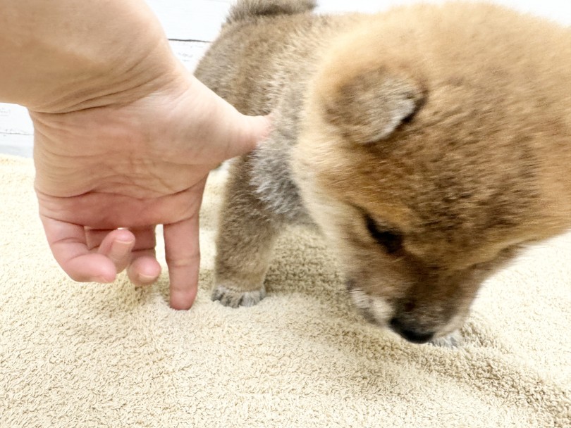 ドワーフ体型ならではのこの短めの肢♡ | 柴犬 （05-73） - 本羽田店