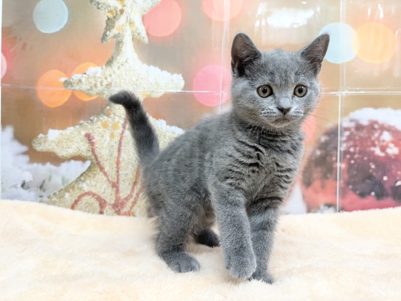 ネコちゃんの性格は環境次第で変わりますよ♪ | ブリティッシュショートヘア （06-119） - 横浜 大倉山店