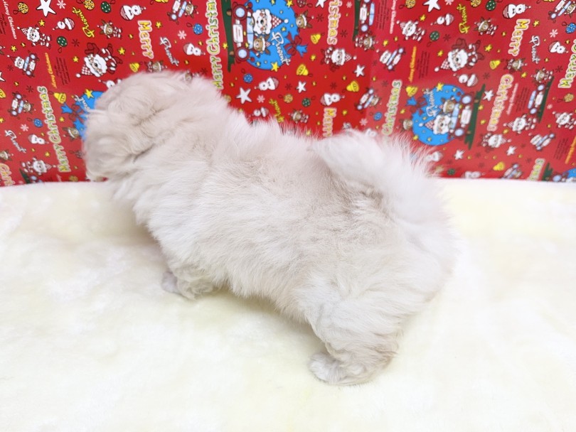 ペキニーズちゃんとの生活ポイント | ペキニーズ （06-118） - 横浜 大倉山店