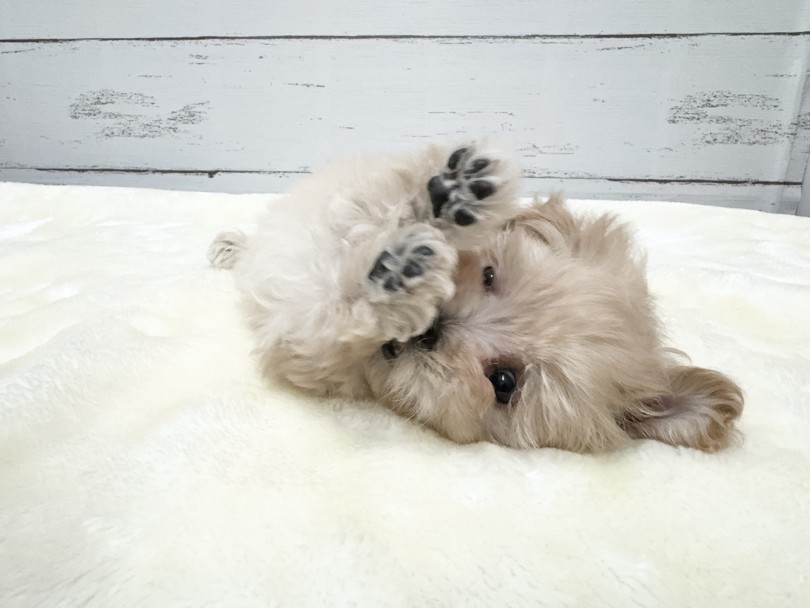 初めてワンちゃんをお迎えされる方にも自信を持っておすすめいたします! | MIX犬 マルプー (05-74) - 本羽田店