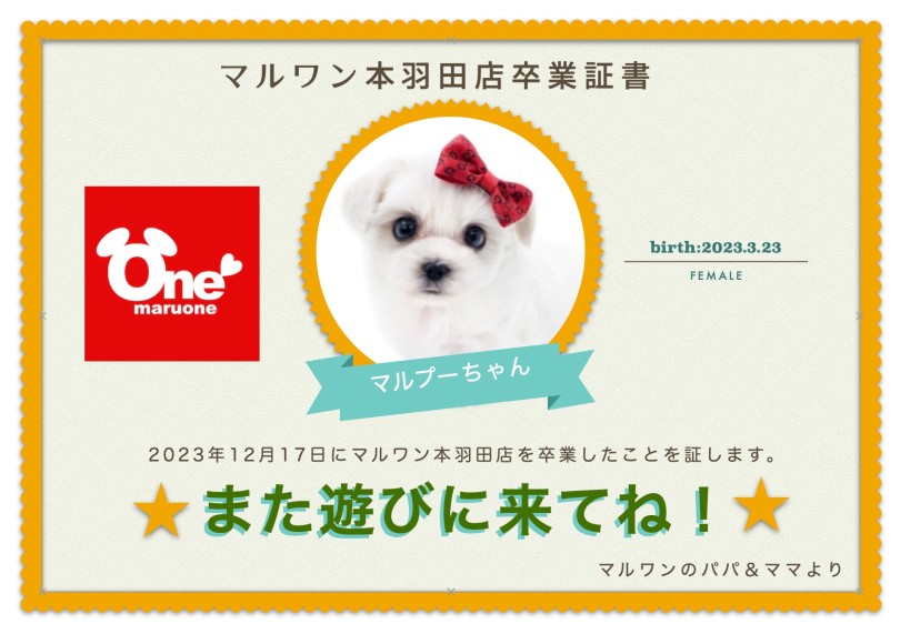卒業おめでとう! | MIX犬 マルプー (05-35) - 本羽田店
