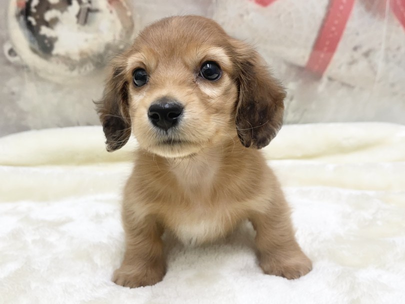 ご飯大好き！ふくよかでもっちりとしたボディは健康美そのものであります♡ | ミニチュア・ダックスフント （05-68） - 本羽田店