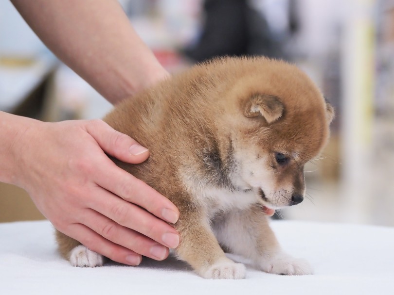 小さめサイズに成長中！ | 柴犬 （06-126） - 横浜 大倉山店