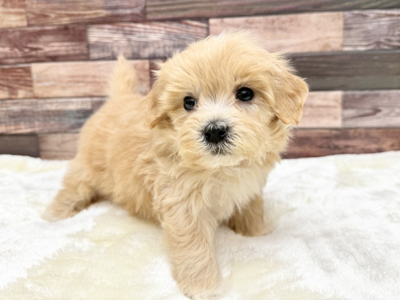 これからどんなふうに成長していくのか楽しみです♪ | MIX犬 マルプー （05-81） - 本羽田店