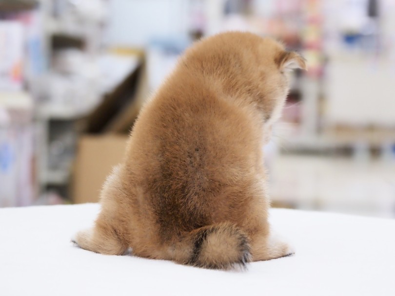 この後ろ姿とか言葉を失うくらいの可愛さ | 柴犬 （06-126） - 横浜 大倉山店