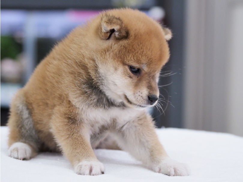 短めのマズル | 柴犬 （06-126） - 横浜 大倉山店