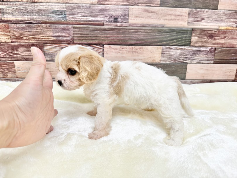 四肢は人差し指の長さ・ボディは手の平サイズ♡ | MIX犬 キャバション （05-85） - 本羽田店