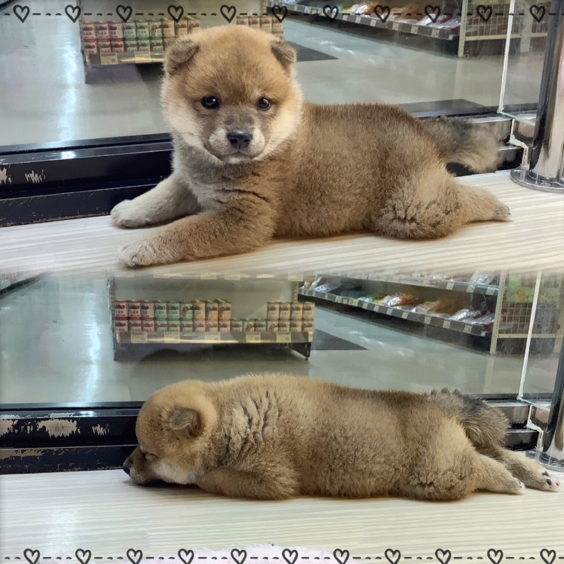 落ち着いた性格 | 柴犬 （04-98） - さいたま 武蔵浦和店