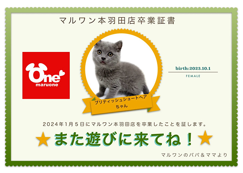 【 卒業記念 】ブリティッシュちゃん卒業おめでとう!今までの感謝を込めて〜卒業ブログ〜